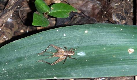 philippines insect|Zoology Insects – National Museum .